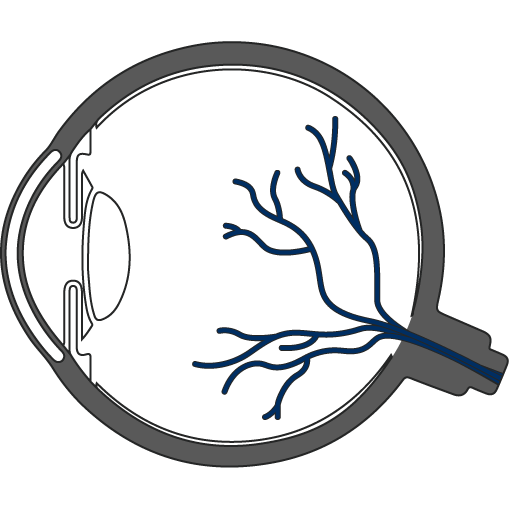 Icon Querschnitt Auge Sehnerv