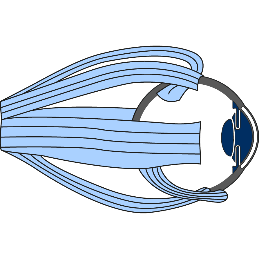 Icon Augenmuskel